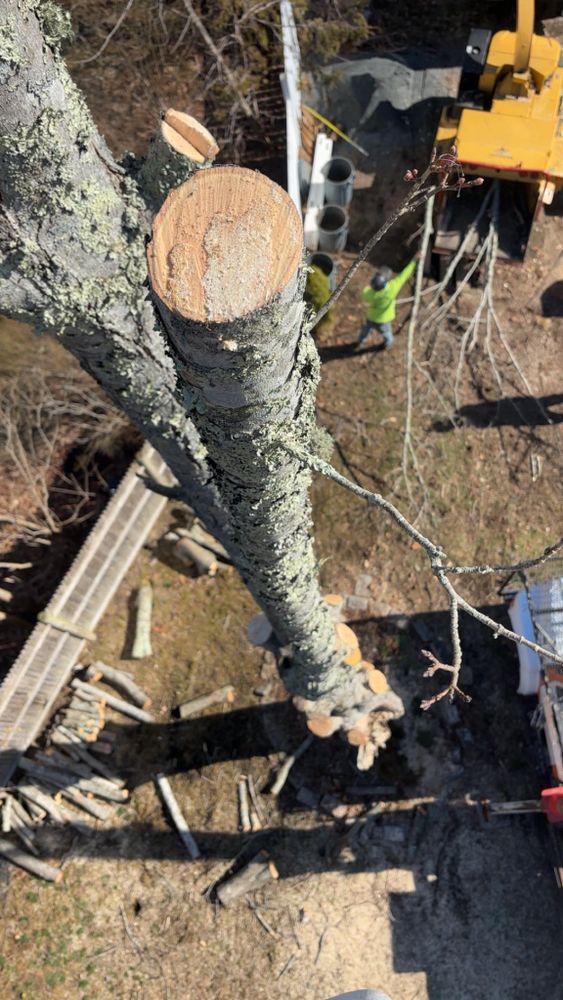All Photos for Dwights Tree Service LLC in Middleborough, MA