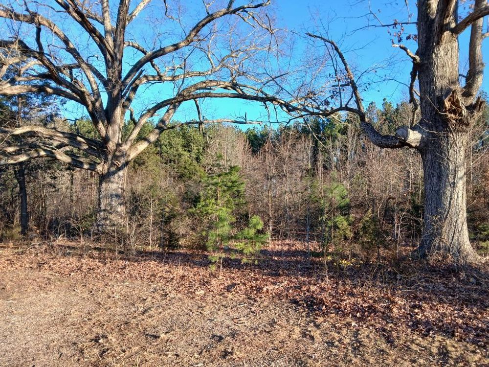 All Photos for Whiskey Ridge Mulching & Land Services in South Boston, VA