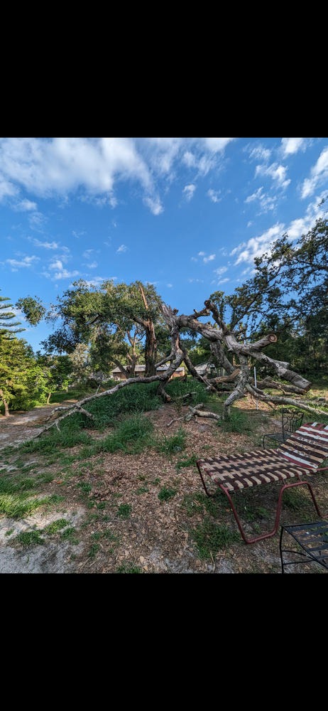 All Photos for Regal Tree Service and Stump Grinding in Wauchula, FL