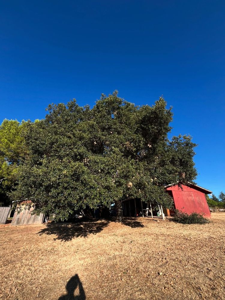 All Photos for A1 Junk & Tree Solutions, LLC in Paso Robles, CA
