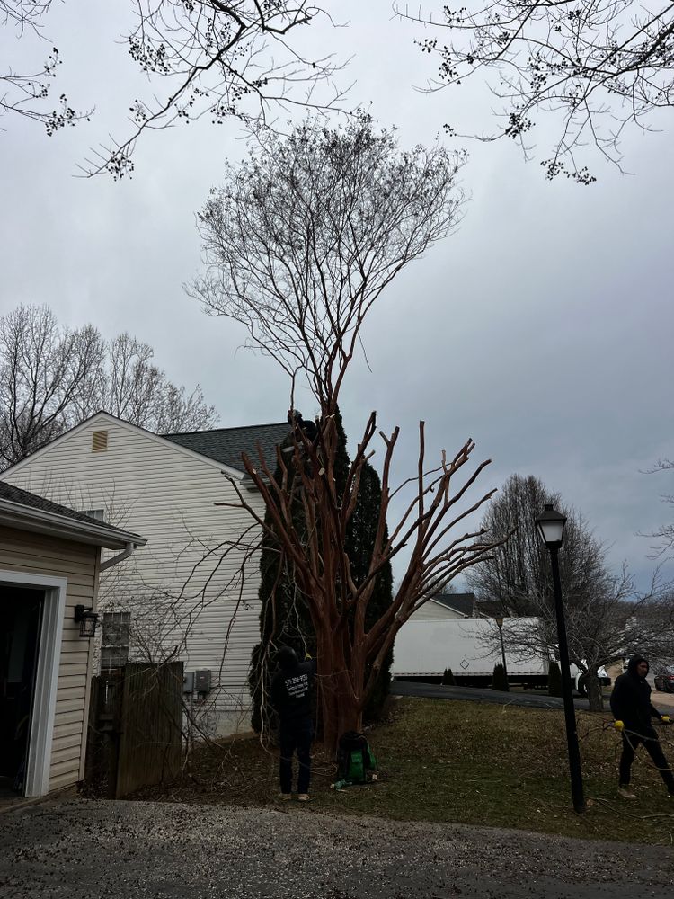 All Photos for DIAZ TREE in Stafford, VA