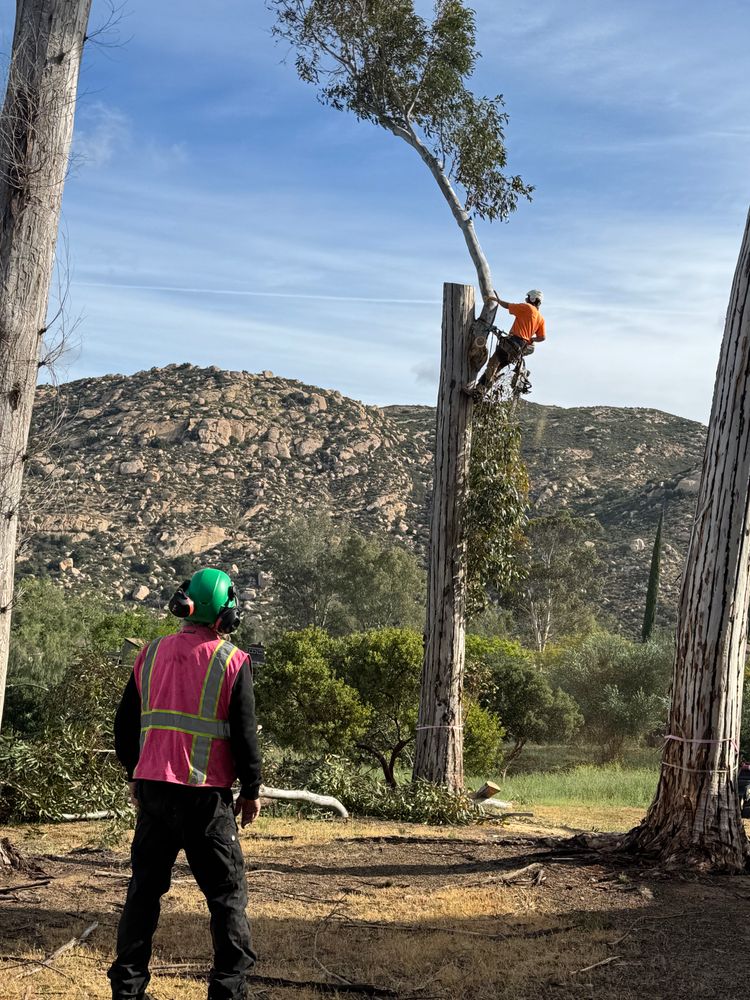 Tree Services for The Tree Fairy in Julian, CA
