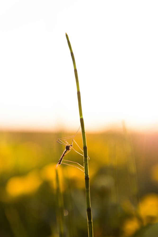 All Photos for Arvo Pest Control in Sandy, UT