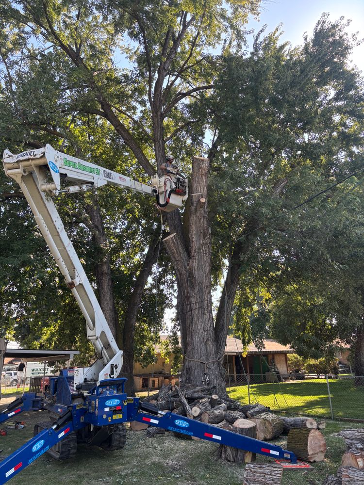 Our Tree Pruning service enhances the health and appearance of your trees by carefully removing dead or overgrown branches, promoting growth, ensuring safety, and boosting the aesthetic appeal of your landscape. for Ascension Tree Care LLC in Yakima County, WA