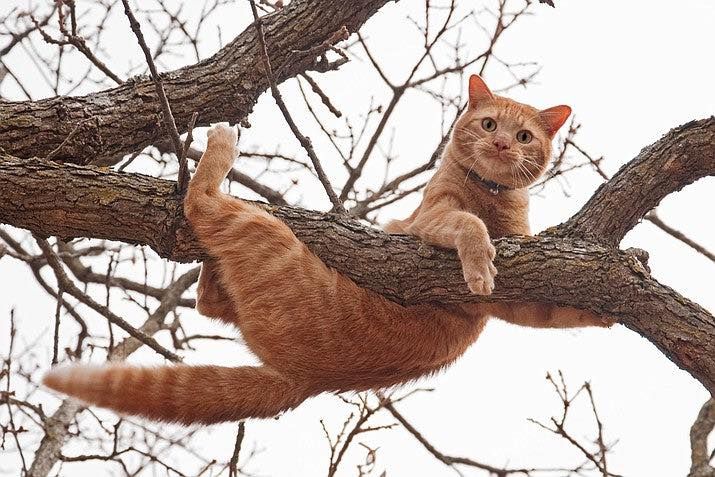 Our Aerial Cat Rescue service safely retrieves stranded cats from tall trees or rooftops, ensuring a swift and gentle rescue to bring your beloved pet back safely to ground level. for T's Trees in Albany, NY