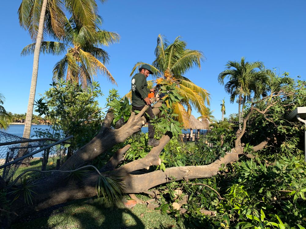 Disaster for Sam's Tree Service in Miami Beach,  FL