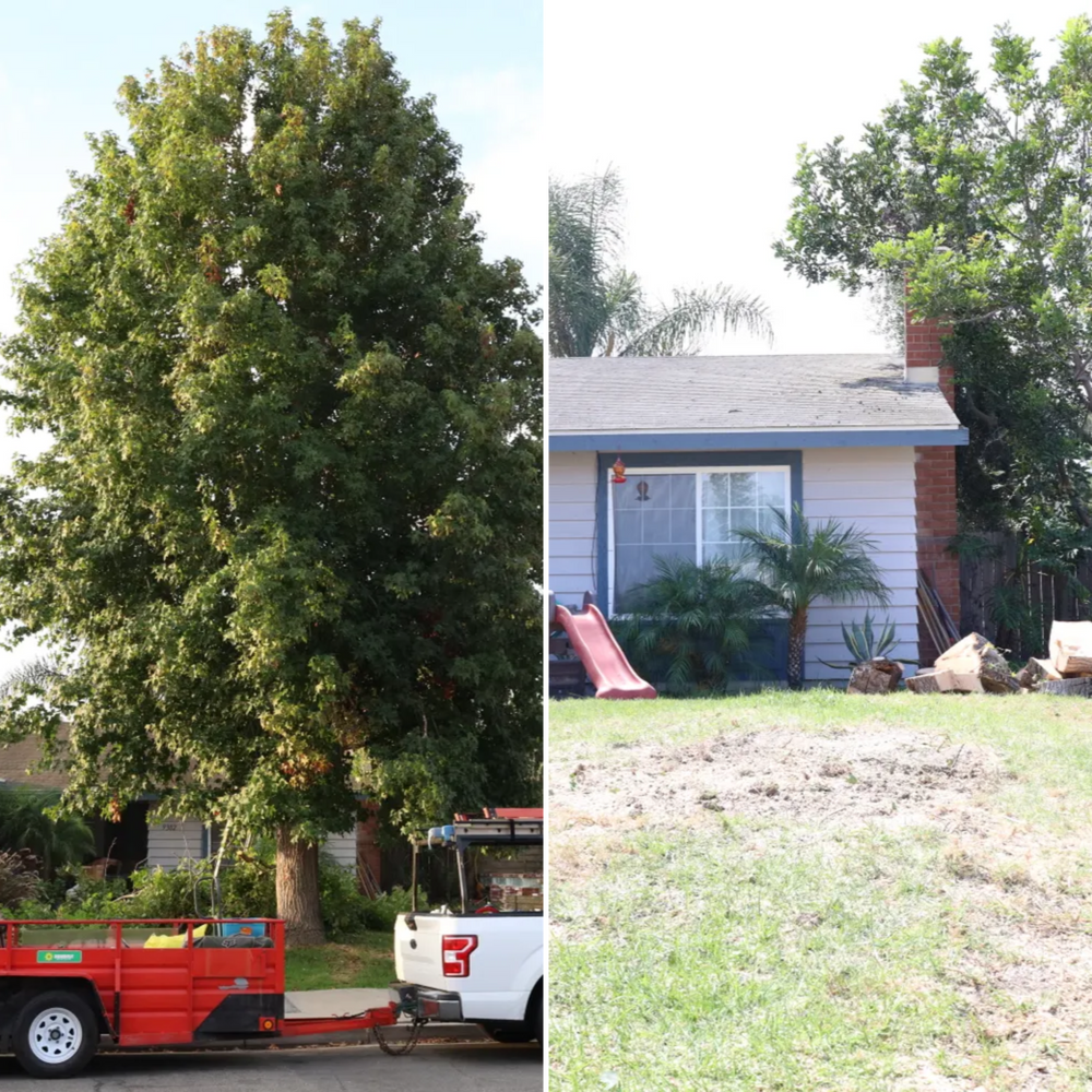 Tree Removal & Stump Grinding for ARKADIA in Orange County, CA