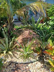 All Photos for ASAP Tree Service in Sebastian, FL