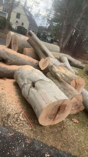 All Photos for Dwights Tree Service in Middleborough, MA