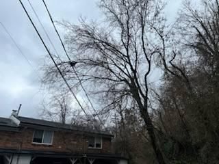 All Photos for Kingdom Tree Trimming and Removal LLC in Covington, KY