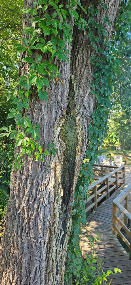 All Photos for Highborn Tree Service in Wheatfield, IN