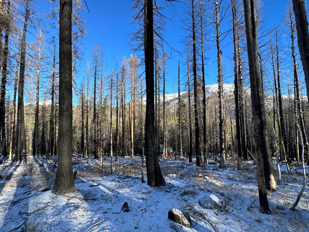 Tree Removal for Tyco Forest Management in Placerville, CA