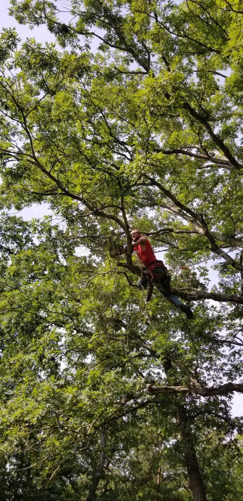 All Photos for Lightning Tree Service in Corydon, IN