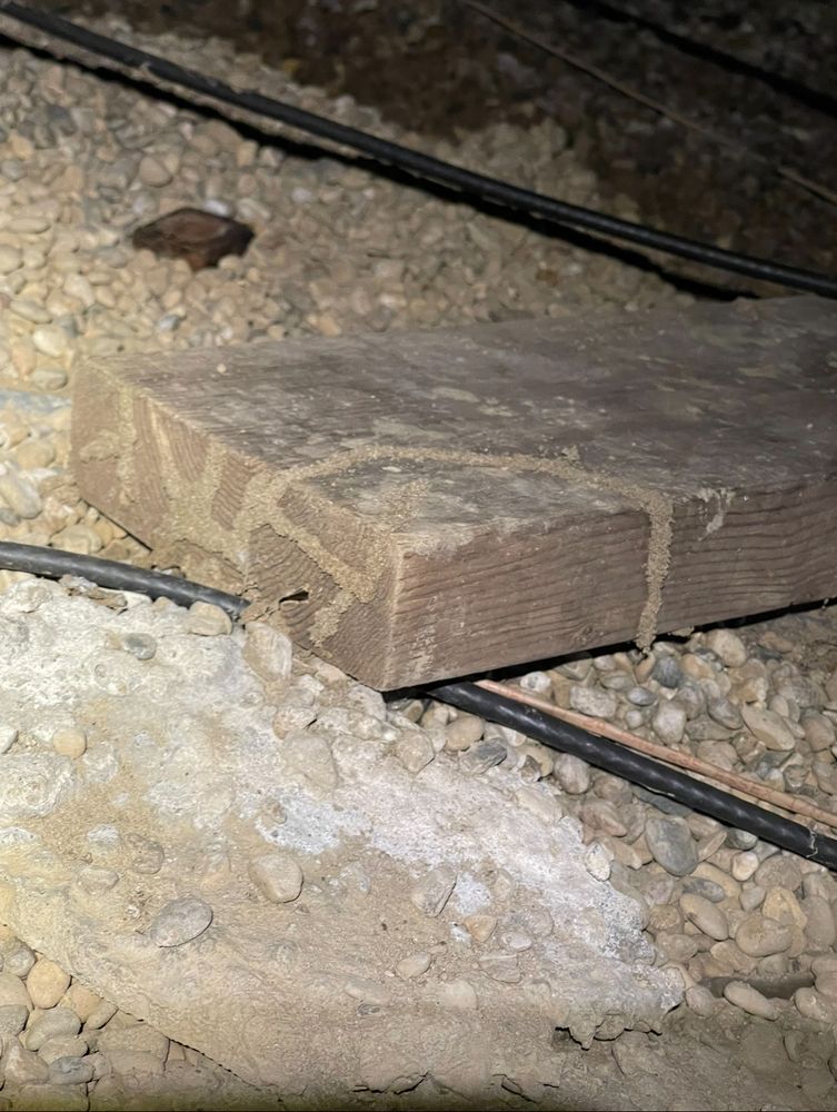 Termite for All-In Pest Control & Home Solutions in Greene County, IN