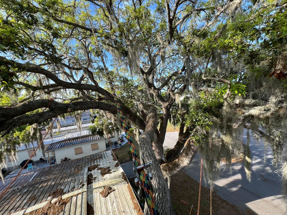 Tree Removal for TREE BOYS in Ruskin, FL