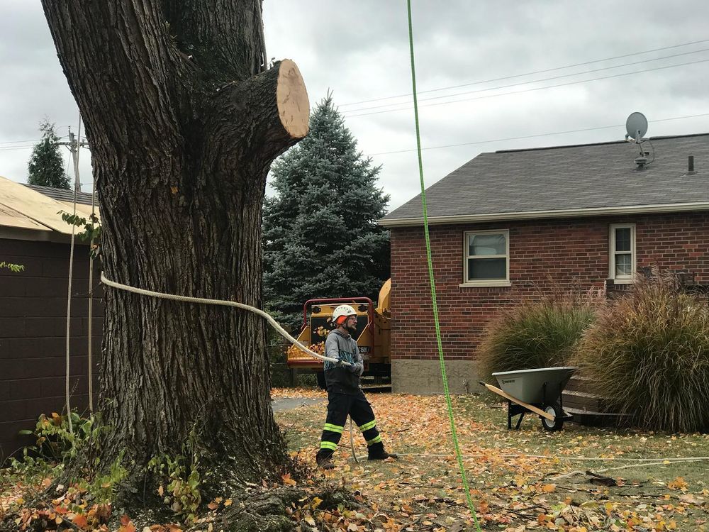 Tree Removal for Timber Ninja Service in Lexington, KY