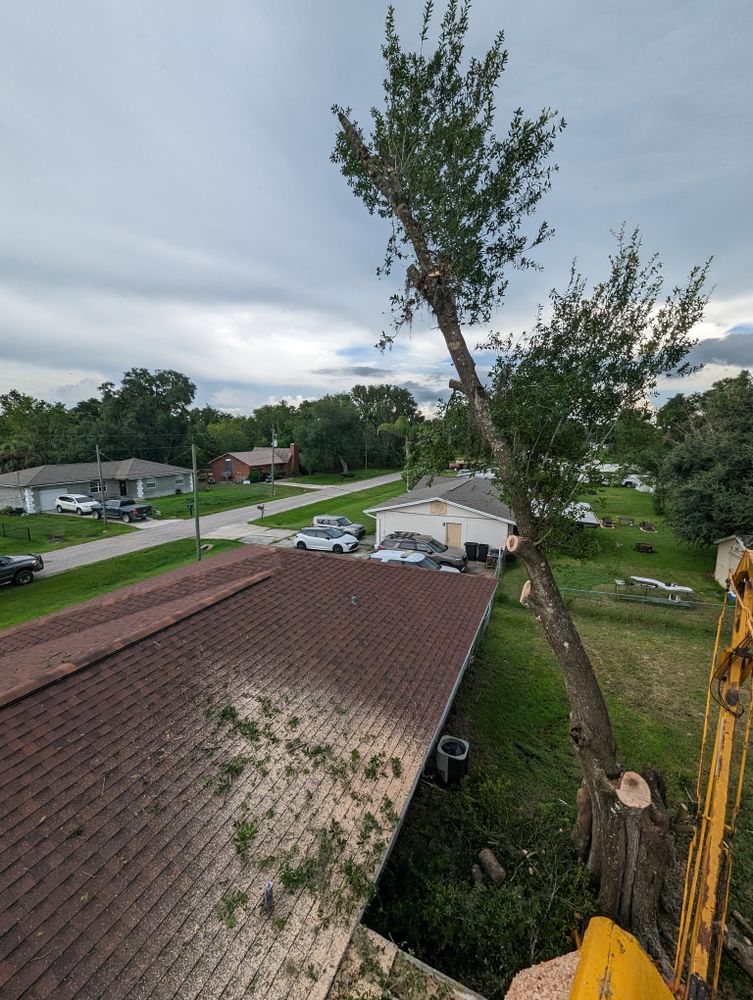 All Photos for Regal Tree Service and Stump Grinding in Wauchula, FL