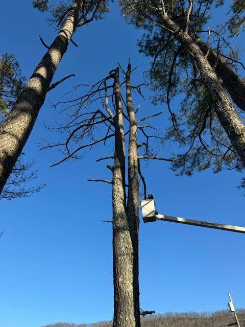 All Photos for Grainger Tree Service in Blaine, TN