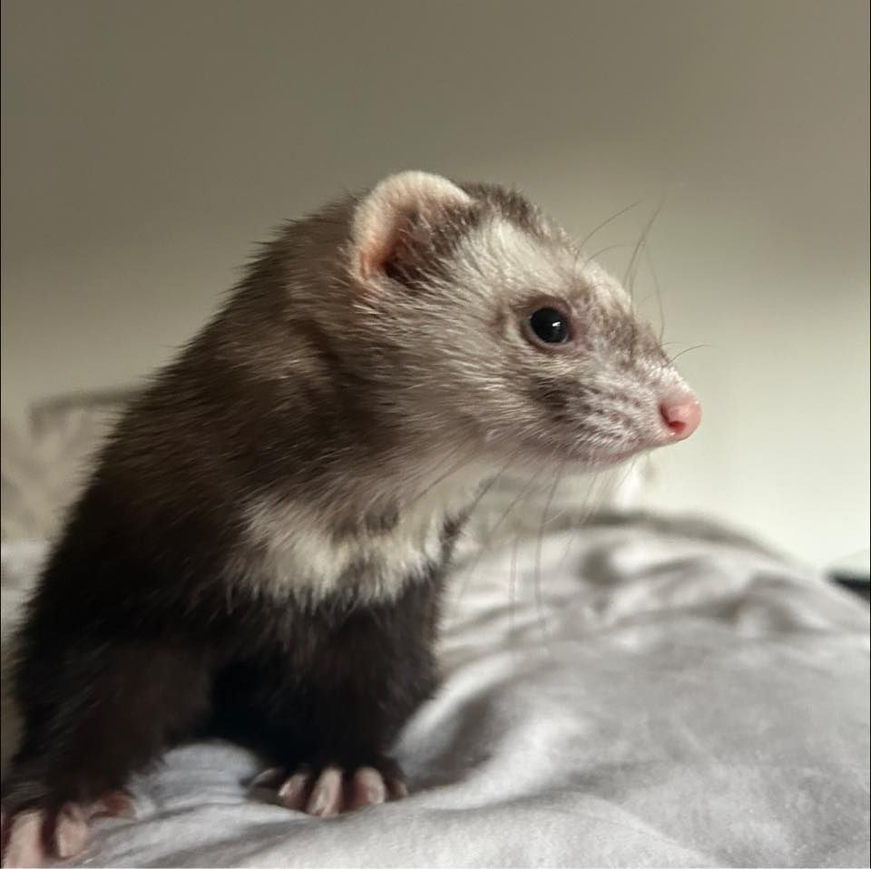 Animal Rescue Service for Sullivan Sanctuary of Maine in Brunswick, ME