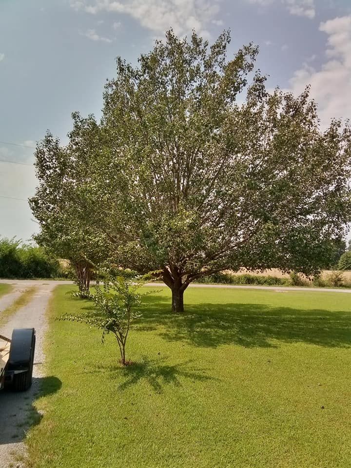 Pro Tree Guy team in Winchester, TN - people or person