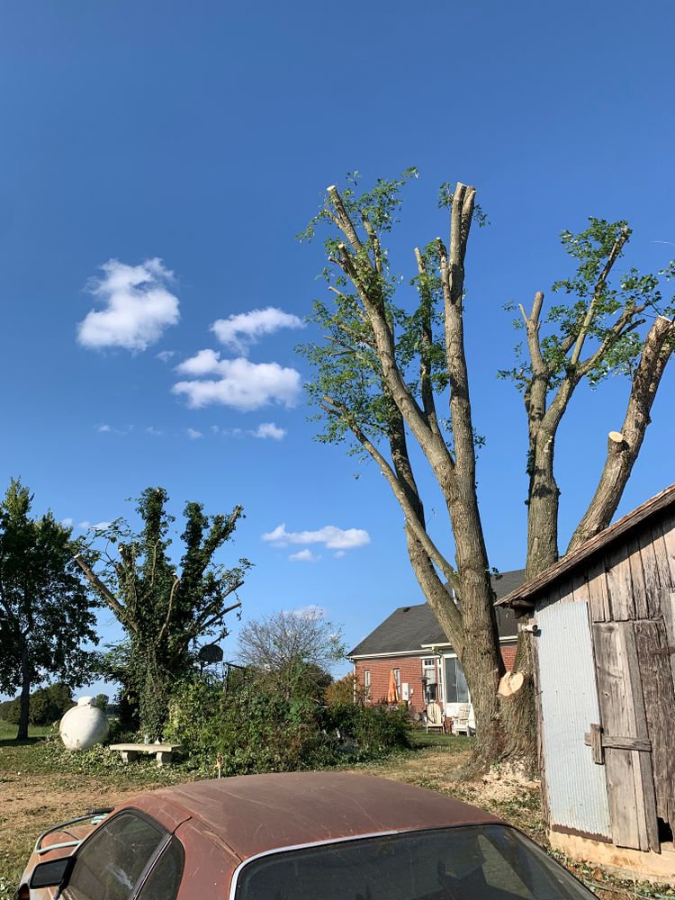 Tree Removal for Optimum Tree Service And Landscaping in Bowling Green, KY