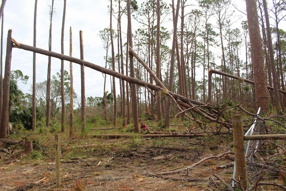 Tree Removal for American Tree Masters in Alvin, TX