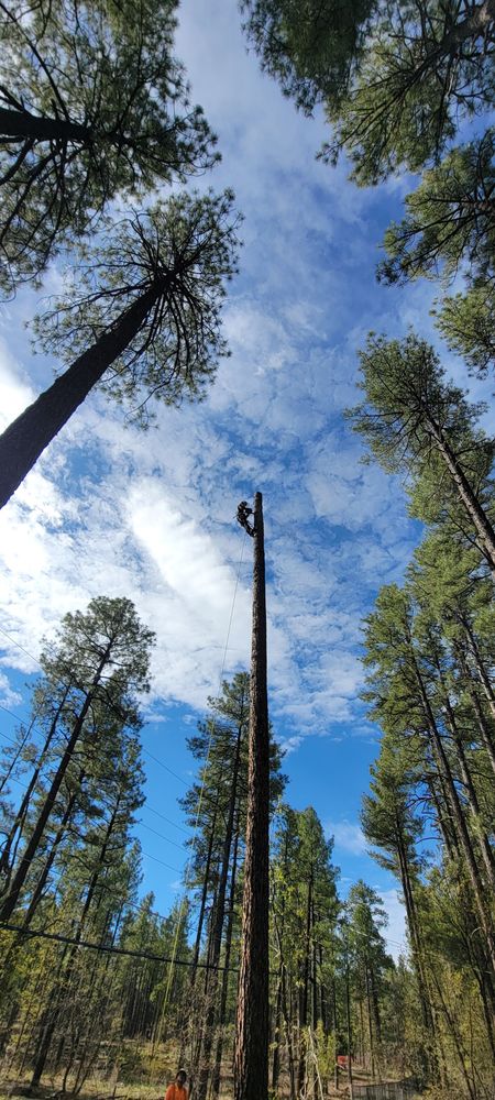 All Photos for StockPro Tree Specialists in Show Low, AZ
