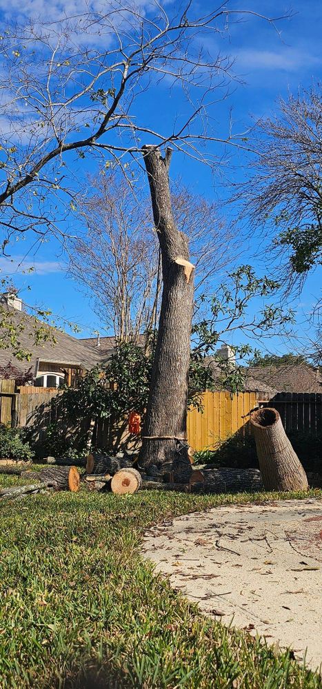 All Photos for Servin's Tree Care  in Houston, TX