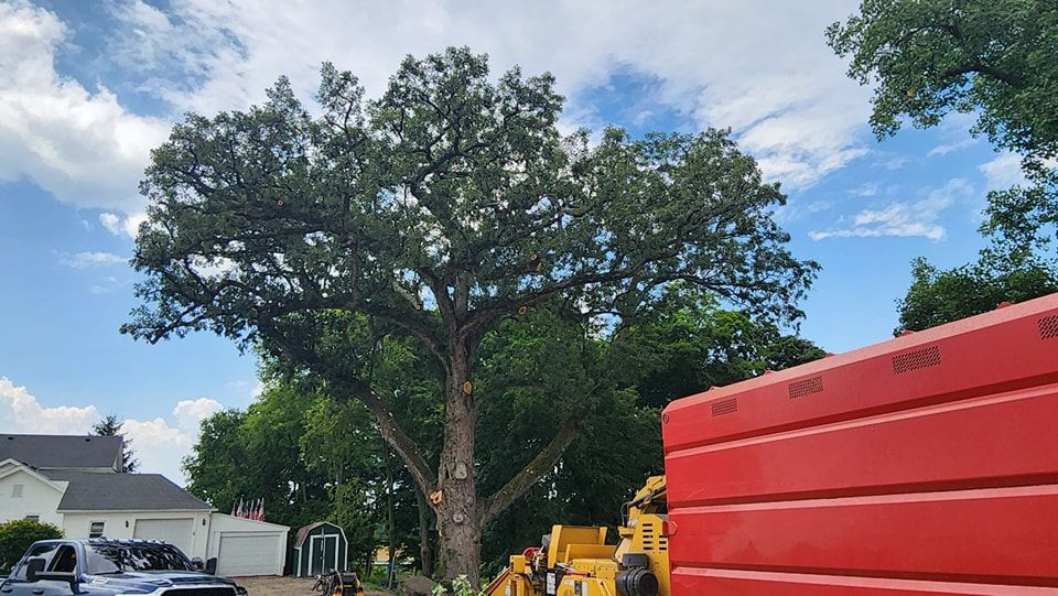 Tree Trimming and Removal for F & F Tree Service in Beavercreek, OH