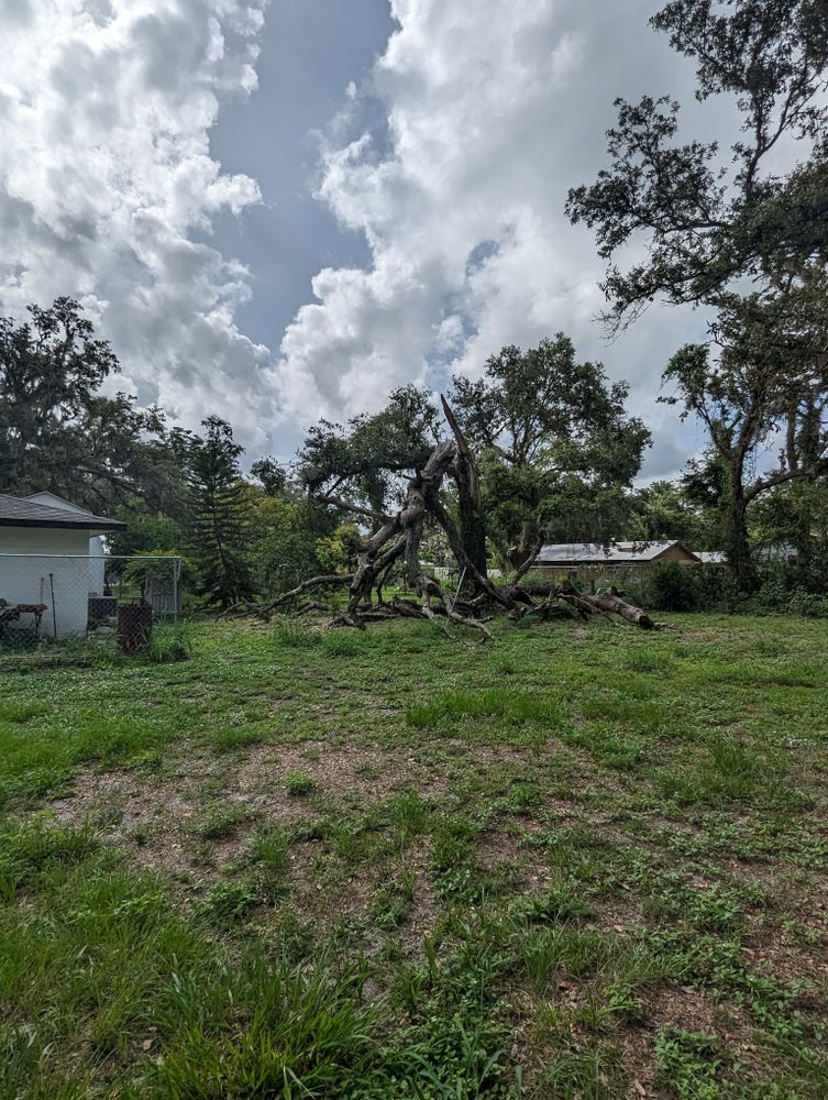 All Photos for Regal Tree Service and Stump Grinding in Wauchula, FL
