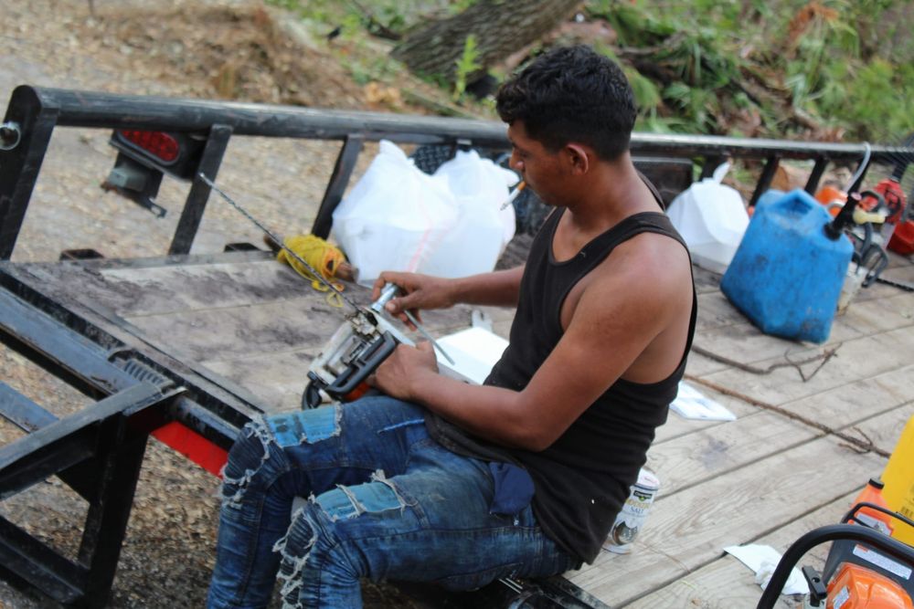 Tree Removal for American Tree Masters in Alvin, TX