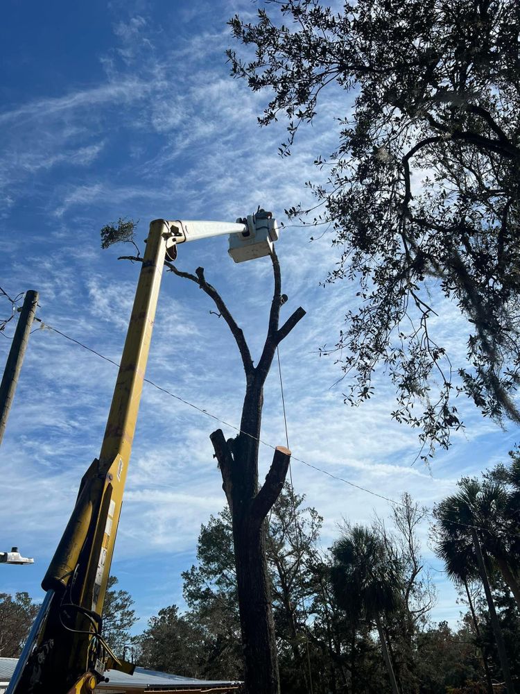 We offer a full tree service including takedown and removal, canopy raising, and even palm trimming! for Roberts Lawn & Landscape in Cross City, FL