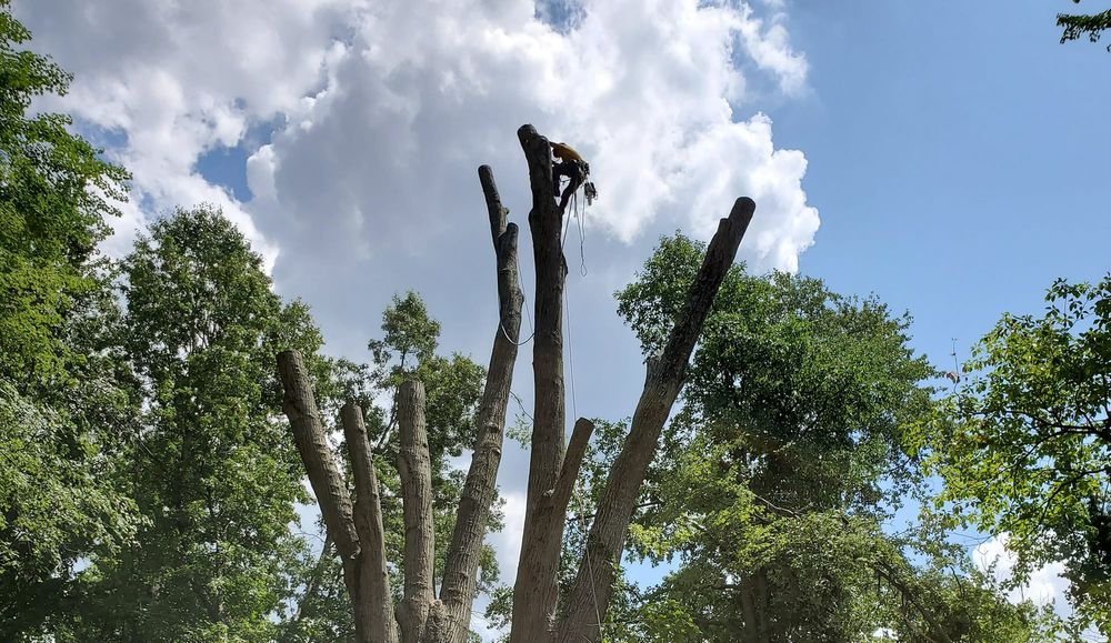 We offer professional Tree Removal service for homeowners, ensuring safe and efficient removal of unwanted trees from your property while maintaining utmost care for your landscape. for Anstaetts Tree Service in Batavia, OH