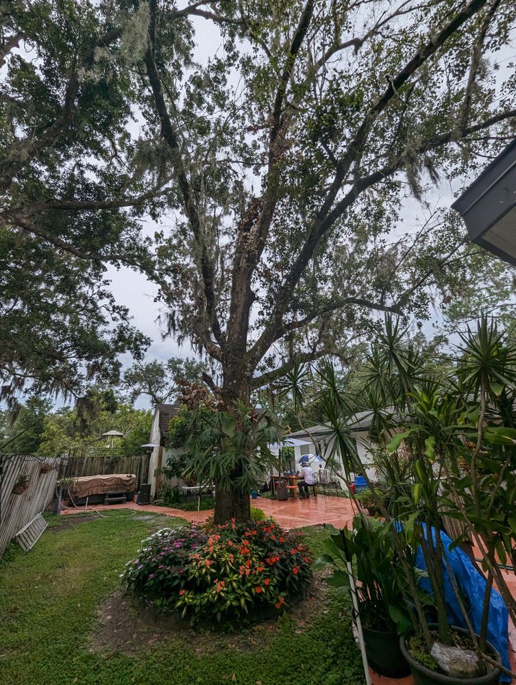 All Photos for Regal Tree Service and Stump Grinding in Wauchula, FL