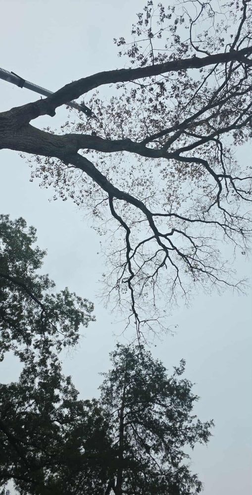 All Photos for Smith Tree Experts in Palmyra, VA