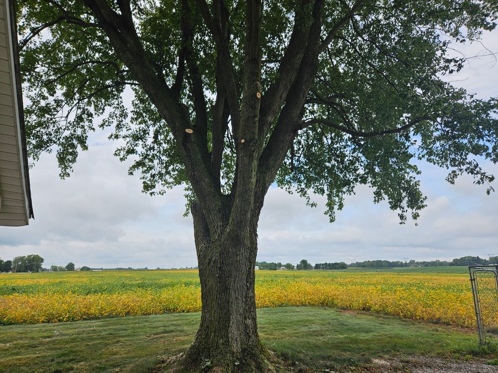 Pruning per ANSI A300 standards involves selective removal of branches to enhance tree health, structure. Techniques include crown cleaning, thinning, reduction, and raising, performed with proper cuts to minimize stress and promote longevity. for Highborn Tree Service in Wheatfield, IN