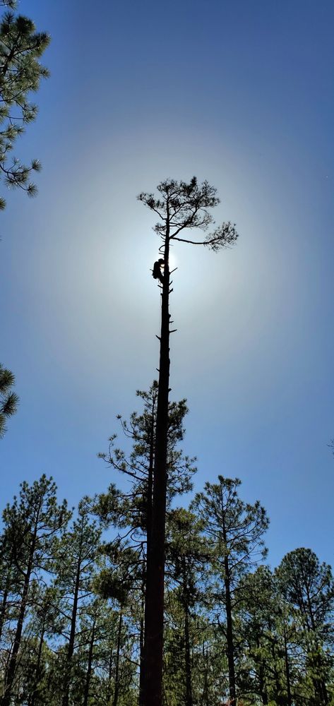 All Photos for StockPro Tree Specialists in Show Low, AZ