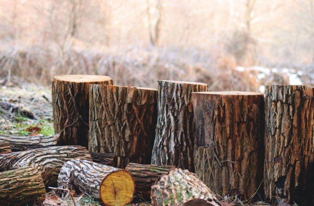 Tree Removal for Total Concepts NJ in Marlboro, NJ