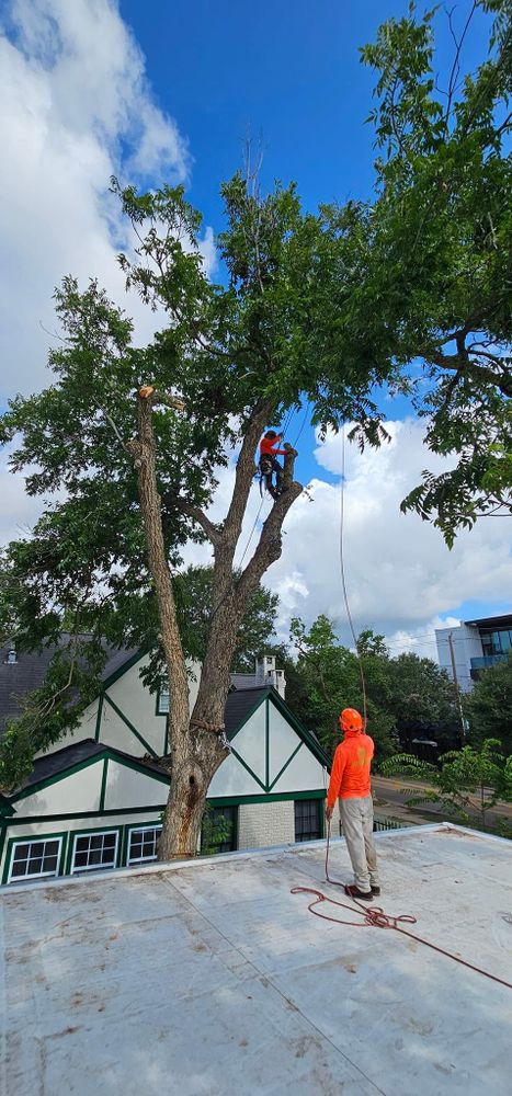 All Photos for Servin's Tree Care  in Houston, TX