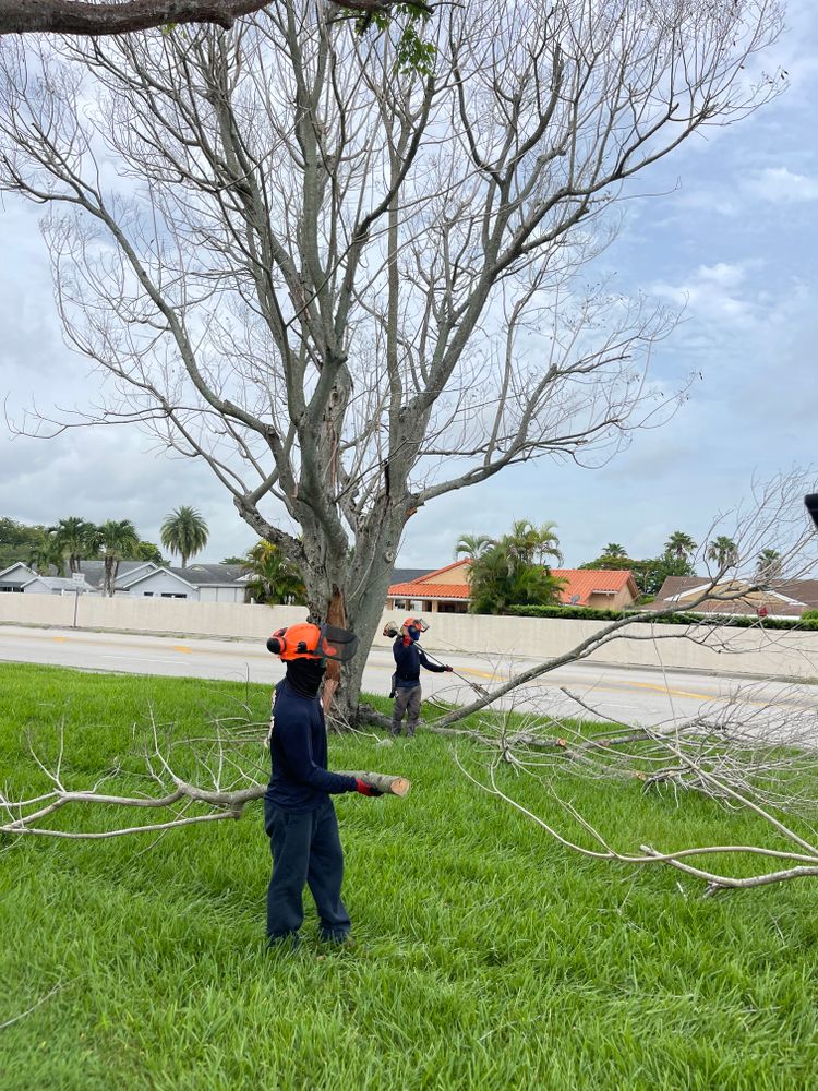 All Photos for Sam's Tree Service in Miami Beach,  FL