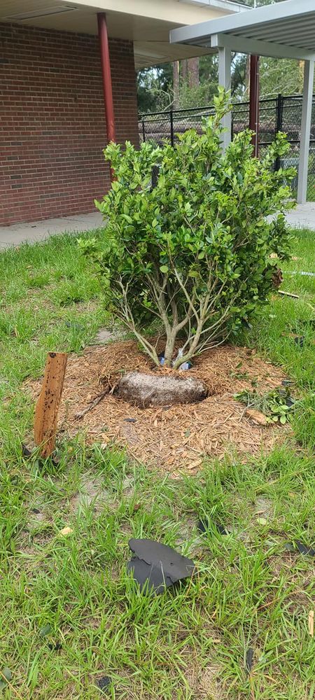 Tree Removal for Daniel Hickey’s Tree Service in DeLand, FL