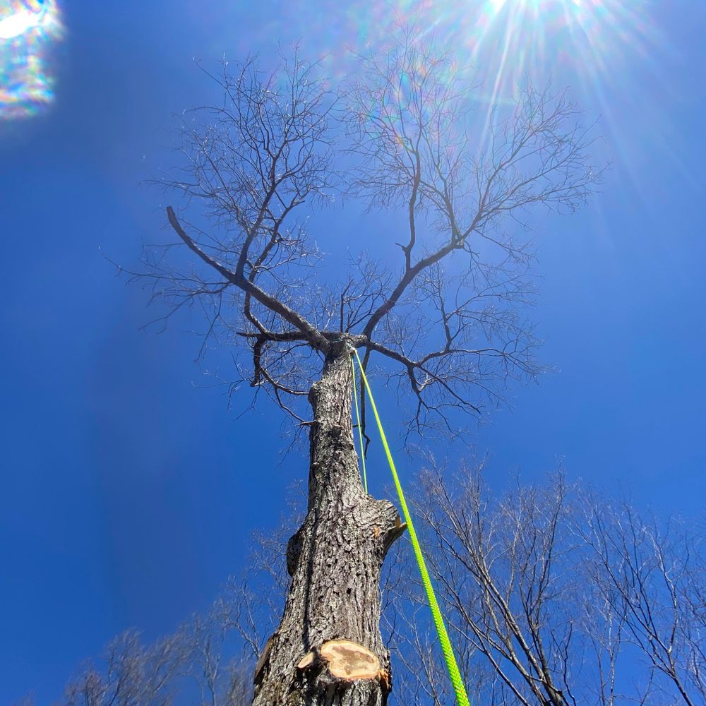 Tree Removal for Harley’s Tree Service in Palmer, MA