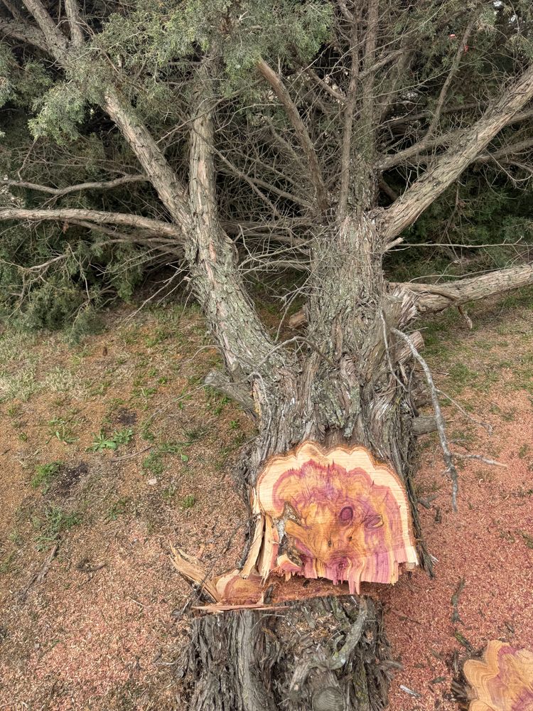 Our Tree Removal service ensures safe and efficient removal of unwanted trees, clearing space for your needs. Trust us for professional care, alongside our reliable commercial snow removal solutions to maintain property access year-round. for Vaughan Land Management  in Lawton, OK