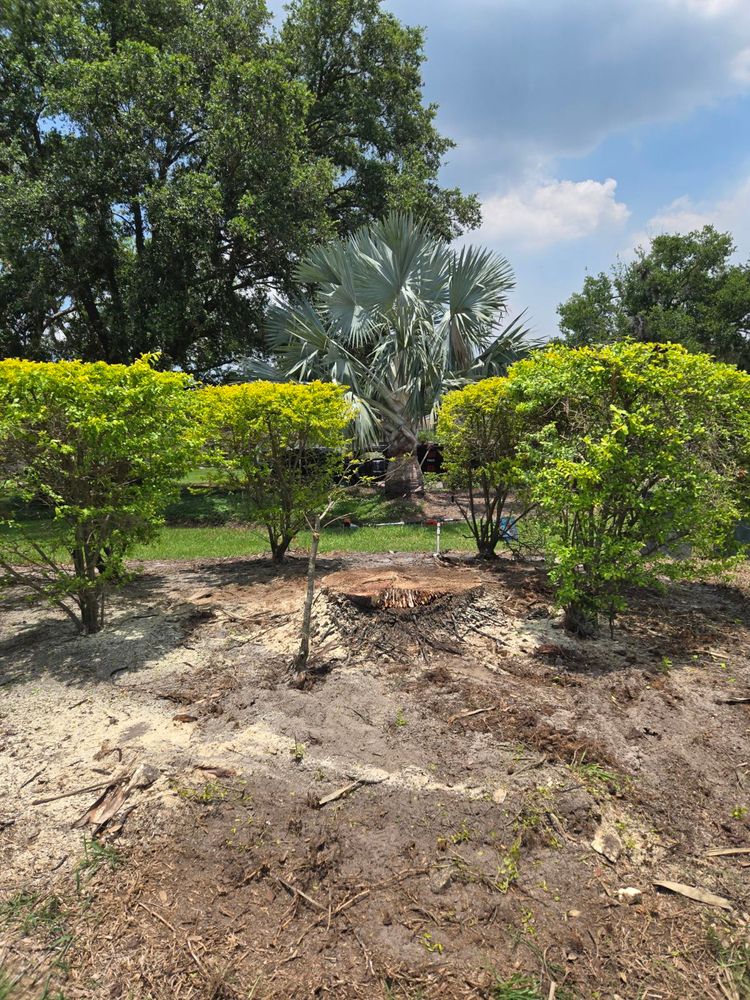 All Photos for TREE BOYS in Ruskin, FL