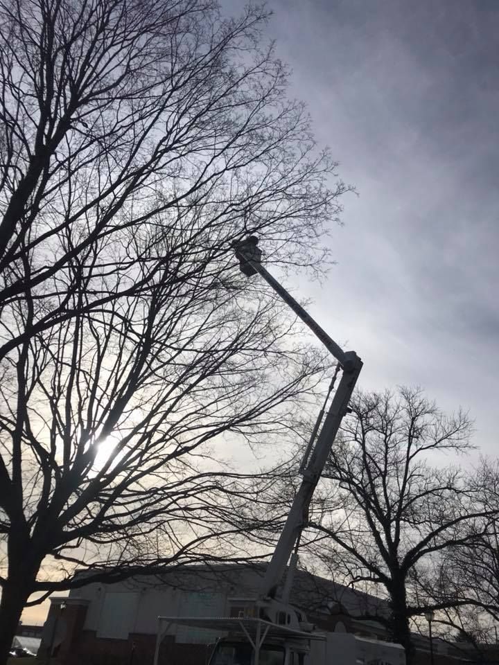 All Photos for Loockerman's Tree and Stump Removal in Dover, DE