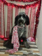 All Photos for Tails By The Lake Grooming in Branson West, MO