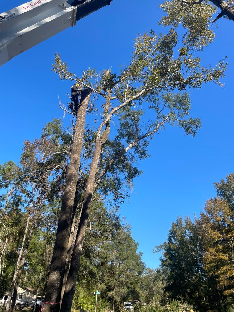 All Photos for Tates Tree Service in Tallahassee, FL