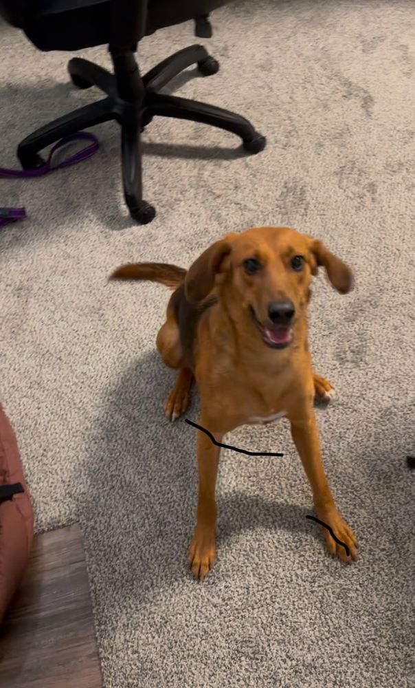 Company Cam for Dumbo's Doggy Doors in City of Sammamish, WA