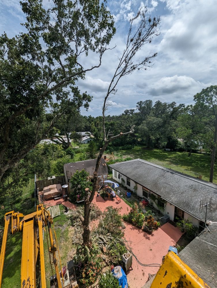 All Photos for Regal Tree Service and Stump Grinding in Wauchula, FL