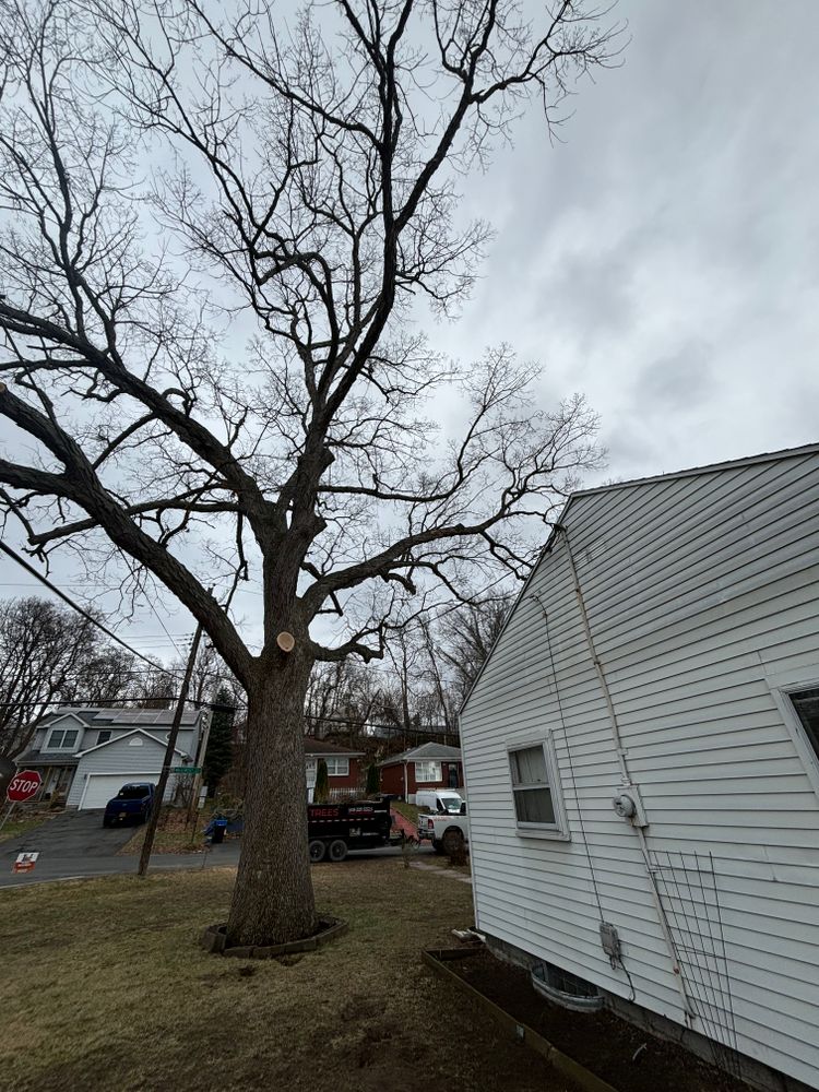 All Photos for T's Trees in Albany, NY